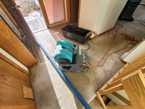 Best Mold removal after water damage  in Golden Valley, AZ